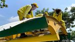 Semangat Pasukan Kuning Perbaiki Atap Halte Senayan di Bulan Puasa