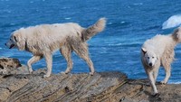Kelompok penjaga lahan dan pemerintah setempat pun bermitra membawa anjing-anjing itu ke Middle Island dan menempatkan mereka melalui program pelatihan ekstensif. Selama 15 tahun terakhir, anjing telah menjaga penguin selama musim kawin mereka (dari akhir musim panas hingga sekitar Februari).