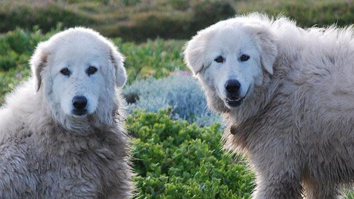 Anjing Gembala Maremmano-Abruzzese
