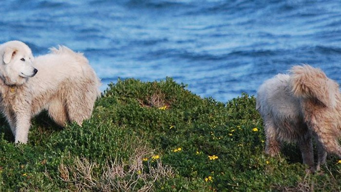 Anjing Gembala Maremmano-Abruzzese