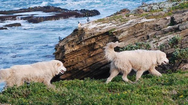 Anjing Gembala Maremmano-Abruzzese