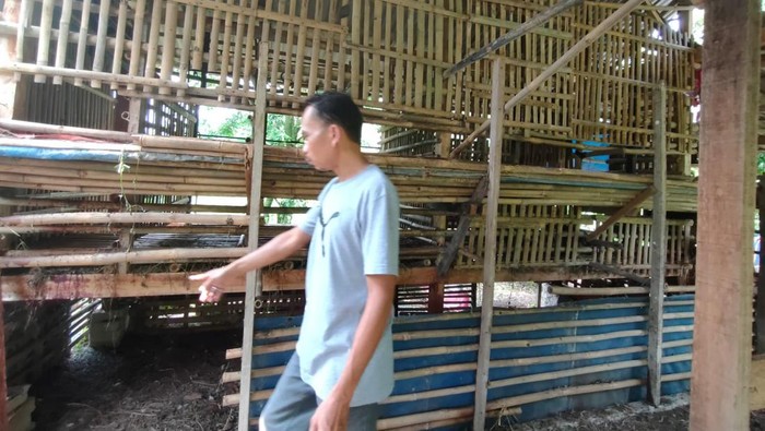 Enam ekor kambing milik warga Depok dicuri dan dijagal di dalam kandang