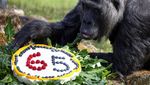 Selamat Ulang Tahun ke-65 Gorila Tertua di Dunia