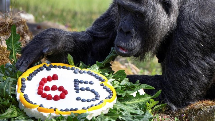 GERMANY-ZOO/GORILLA Western lowland gorilla Fatou, the world's oldest according to the Berlin zoo, eats a rice cake with fruit on her 65th birthday at the zoo in Berlin, Germany, April 13, 2022. REUTERS/Lisi Niesner