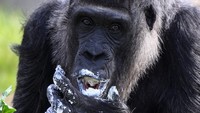 Fatou sangat lahap saat memakan kue tersebut.