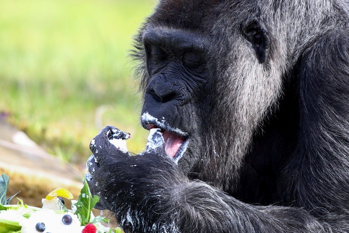 Western lowland gorilla Fatou, the worlds oldest according to the Berlin zoo, eats a rice cake with fruit on her 65th birthday at the zoo in Berlin, Germany, April 13, 2022. REUTERS/Lisi Niesner