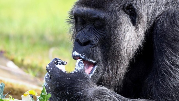 GERMANY-ZOO/GORILLA Western lowland gorilla Fatou, the world's oldest according to the Berlin zoo, eats a rice cake with fruit on her 65th birthday at the zoo in Berlin, Germany, April 13, 2022. REUTERS/Lisi Niesner