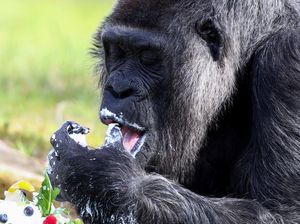 Ternyata Ini Lho, Alasan Gorila Suka Memukul-mukul Dadanya