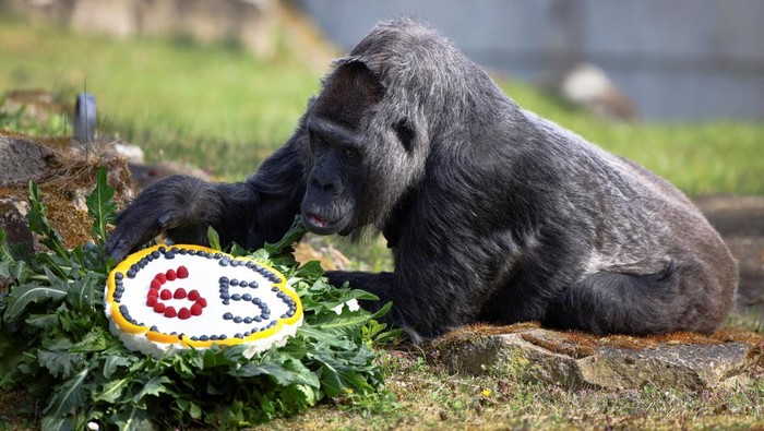 GERMANY-ZOO/GORILLA Western lowland gorilla Fatou, the world's oldest according to the Berlin zoo, eats a rice cake with fruit on her 65th birthday at the zoo in Berlin, Germany, April 13, 2022. REUTERS/Lisi Niesner