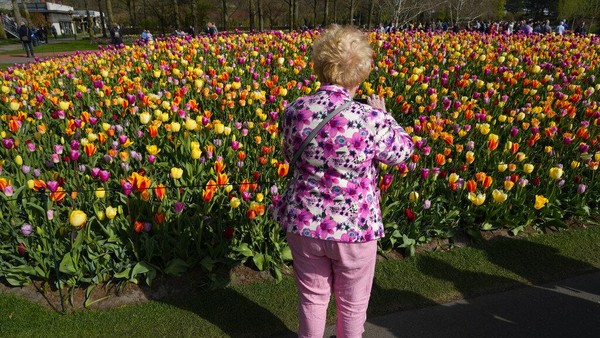 Di taman seluas 32 hektar ini terdapat lebih dari 7 juta bunga tulip dengan 800 spesies yang berbeda.