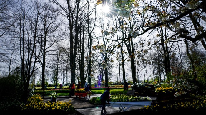 Melihat Indahnya Bunga Tulip di Taman Keukenhof Belanda Vistors admire floral arrangements at the world-renowned Dutch flower garden Keukenhof, in Lisse, Netherlands, Tuesday, April 12, 2022. (AP Photo/Peter Dejong)
