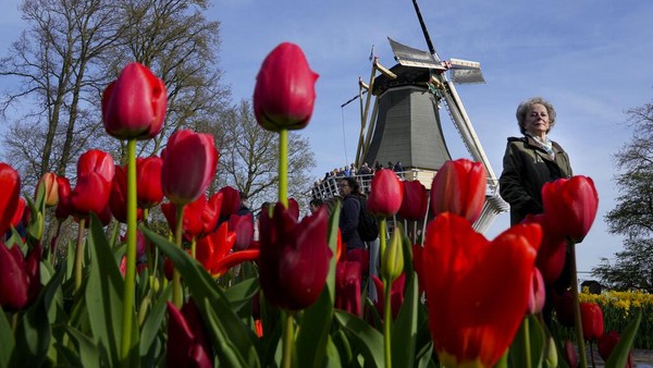 Pengunjung melewati bunga tulip di taman bunga Belanda yang terkenal di dunia Keukenhof, di Lisse, Belanda, Selasa, (12/4/2022).