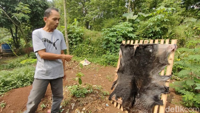 Pemilik kambing di Depok (Dwi Rahmawati/detikcom)