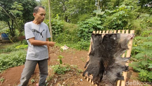 Pemilik kambing di Depok (Dwi Rahmawati/detikcom)