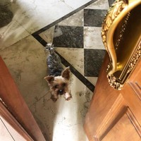 Bak istana Eropa, bangunan rumah hadir dengan arsitektur bergaya klasik. Tak heran bila banyak interior beraksen emas dan ukiran serta lantai berlapis marmer di rumah ini. (Foto: Instagram/@hotmanparisofficial)