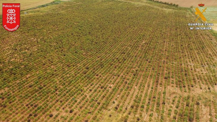 A hemp dryer is seen in Navarra, Spain, April 12, 2022. Picture taken April 12, 2022. Spanish Police/Handout via REUTERS THIS IMAGE HAS BEEN SUPPLIED BY A THIRD PARTY. NO RESALES. NO ARCHIVES