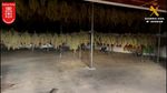 Polisi Spanyol Bongkar Ladang Ganja Terbesar di Eropa