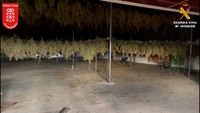 Menanam ganja untuk dikonversi menjadi CBD tetap merupakan tindak pidana. Tiga orang ditangkap dalam operasi ini.