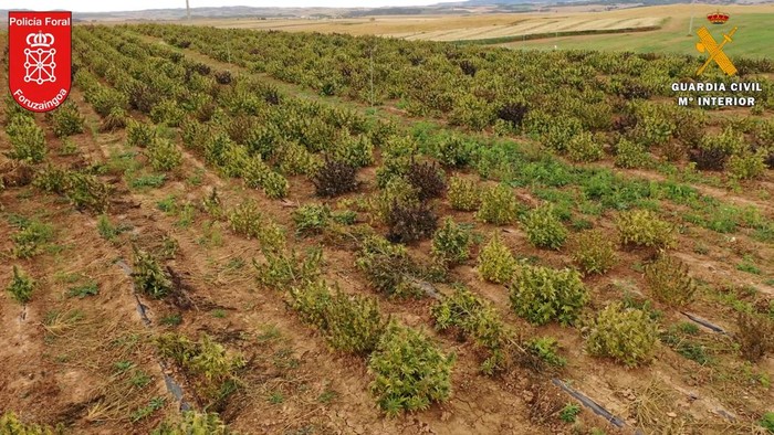 A hemp dryer is seen in Navarra, Spain, April 12, 2022. Picture taken April 12, 2022. Spanish Police/Handout via REUTERS THIS IMAGE HAS BEEN SUPPLIED BY A THIRD PARTY. NO RESALES. NO ARCHIVES