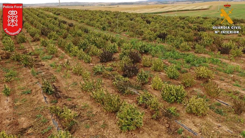 Polisi Spanyol Bongkar Ladang Ganja Terbesar di Eropa