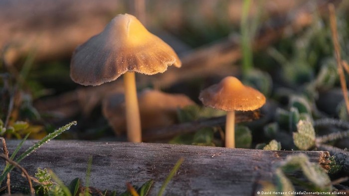 Studi: Konsumsi Magic Mushroom Buat Konektivitas Otak Lebih Lancar