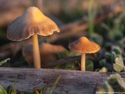 Magic Mushroom, Kenapa Efek Telernya Beda-beda Tiap Orang