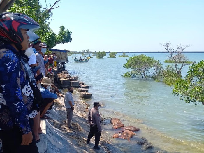 bangkai sapi di pantai camplong sampang madura