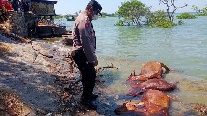 bangkai sapi di pantai camplong sampang madura