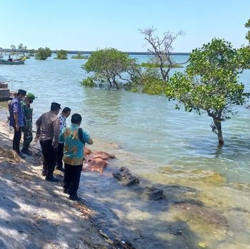 bangkai sapi di pantai camplong sampang madura