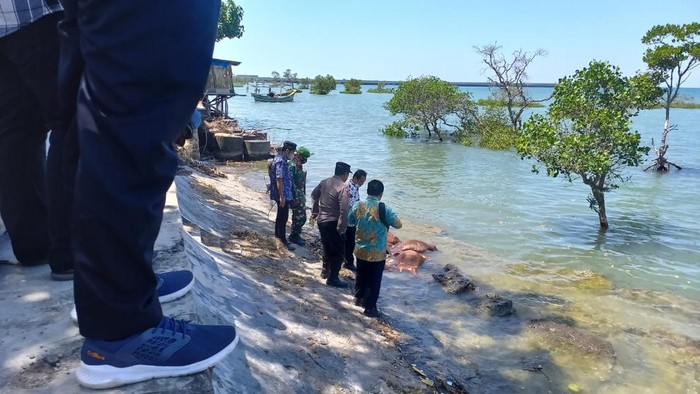 bangkai sapi di pantai camplong sampang madura