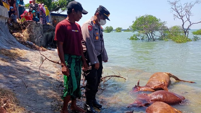 bangkai sapi di pantai camplong sampang madura