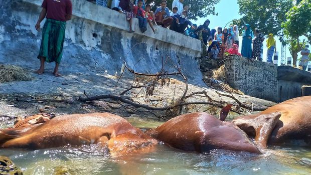 bangkai sapi di pantai camplong sampang madura