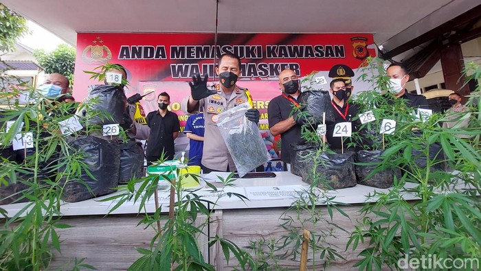 Barang bukti pohon ganja.