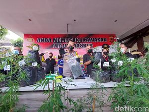 Kakak Beradik di Lembang Tanam Ganja di Rumah, 37 Pohon Diamankan