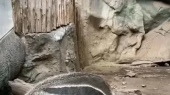 Apakah melihat penampakan panda? Foto: Reddit