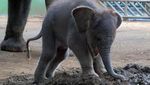 Gemasnya Lanang, Anak Gajah Sumatra yang Lahir di Kebun Binatang Bali