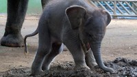 Kebun binatang yang memiliki Gajah Sumatra dari tahun 2011 tersebut untuk pertamakalinya berhasil mengembangbiakkan Gajah Sumatra dengan kelahiran anak gajah jantan yang diberi nama Lanang pada 17 Maret 2022. (ANTARA FOTO/Nyoman Hendra Wibowo).