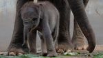 Gemasnya Lanang, Anak Gajah Sumatra yang Lahir di Kebun Binatang Bali