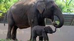 Gemasnya Lanang, Anak Gajah Sumatra yang Lahir di Kebun Binatang Bali