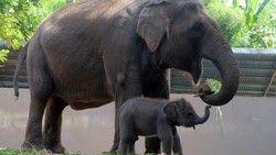 Terkuak! Rupanya, Gajah Juga Amat Berduka Saat Anaknya Mati