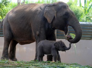 Terkuak! Rupanya, Gajah Juga Amat Berduka Saat Anaknya Mati