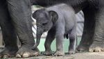 Gemasnya Lanang, Anak Gajah Sumatra yang Lahir di Kebun Binatang Bali