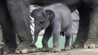 Diketahui, Lanang merupakan anak gajah Sumatra pertama yang lahir di Bali Zoo. (AP Photo/Firdia Lisnawati)