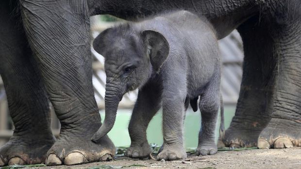 Bali Zoo untuk pertama kalinya berhasil mengembangbiakkan Gajah Sumatra dengan kelahiran anak gajah jantan yang diberi nama Lanang. Kenalan yuk sama Lanang.