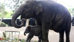 Gemasnya Lanang, Anak Gajah Sumatra yang Lahir di Kebun Binatang Bali