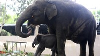 Tampak Lanang bermain dengan induknya, Terry, di Bali Zoo yang berada di kawasan Gianyar, Bali. (AP Photo/Firdia Lisnawati)