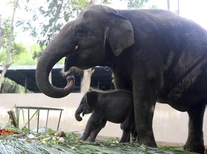 Gemas! Gajah Sumatera di Bali Zoo Lahirkan Anak Pertama
