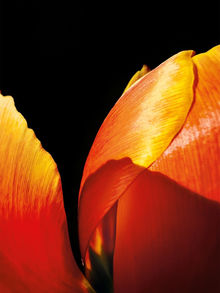 Deretan foto makro jawara kontes foto Shot on iPhone Challenge yang diselenggarakan Apple