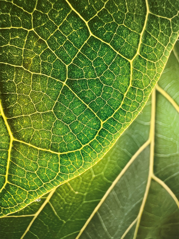 Deretan foto makro jawara kontes foto Shot on iPhone Challenge yang diselenggarakan Apple