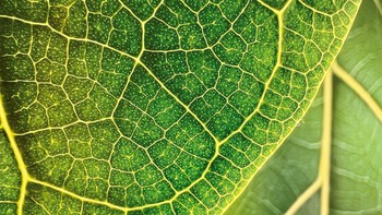 Leaf Illuminations karya Trevor Collins dari Boston, Amerika Serikat. Foto ini diambil menggunakan iPhone 13 Pro. Foto: Trevor Collins